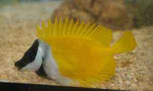 Foxface rabbitfish spines are poisonous